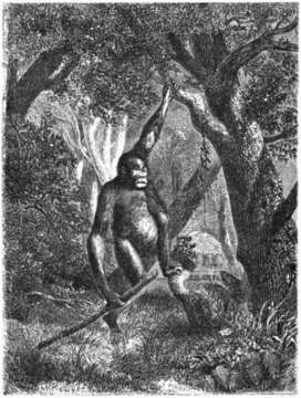 Image of Ponginae