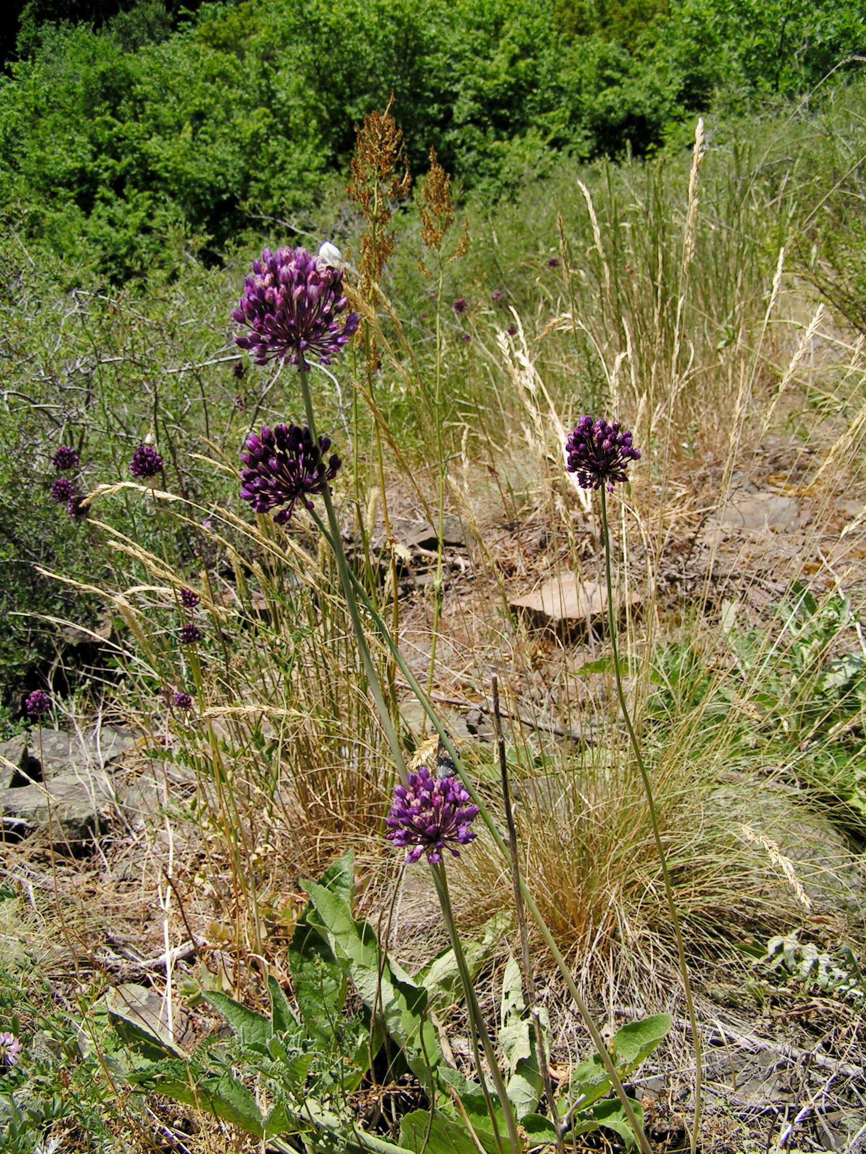 Image of sand leek