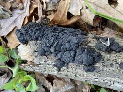 Image of Black Witches' Butter