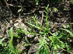 Image of Creeping Watercress