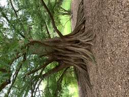 Image of dawn redwood