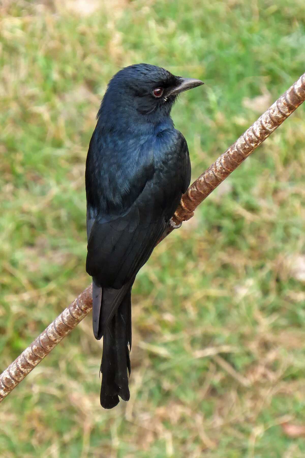 Image of Black Drongo