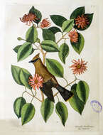 Image de Calycanthus floridus L.