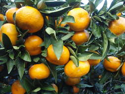 Image of Citrus unshiu