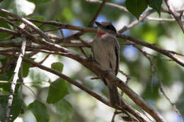 Pachyramphus aglaiae (Lafresnaye 1839) resmi