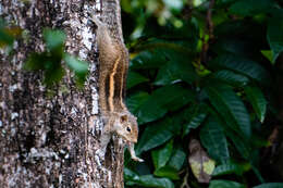 Image of Indian palm squirrel