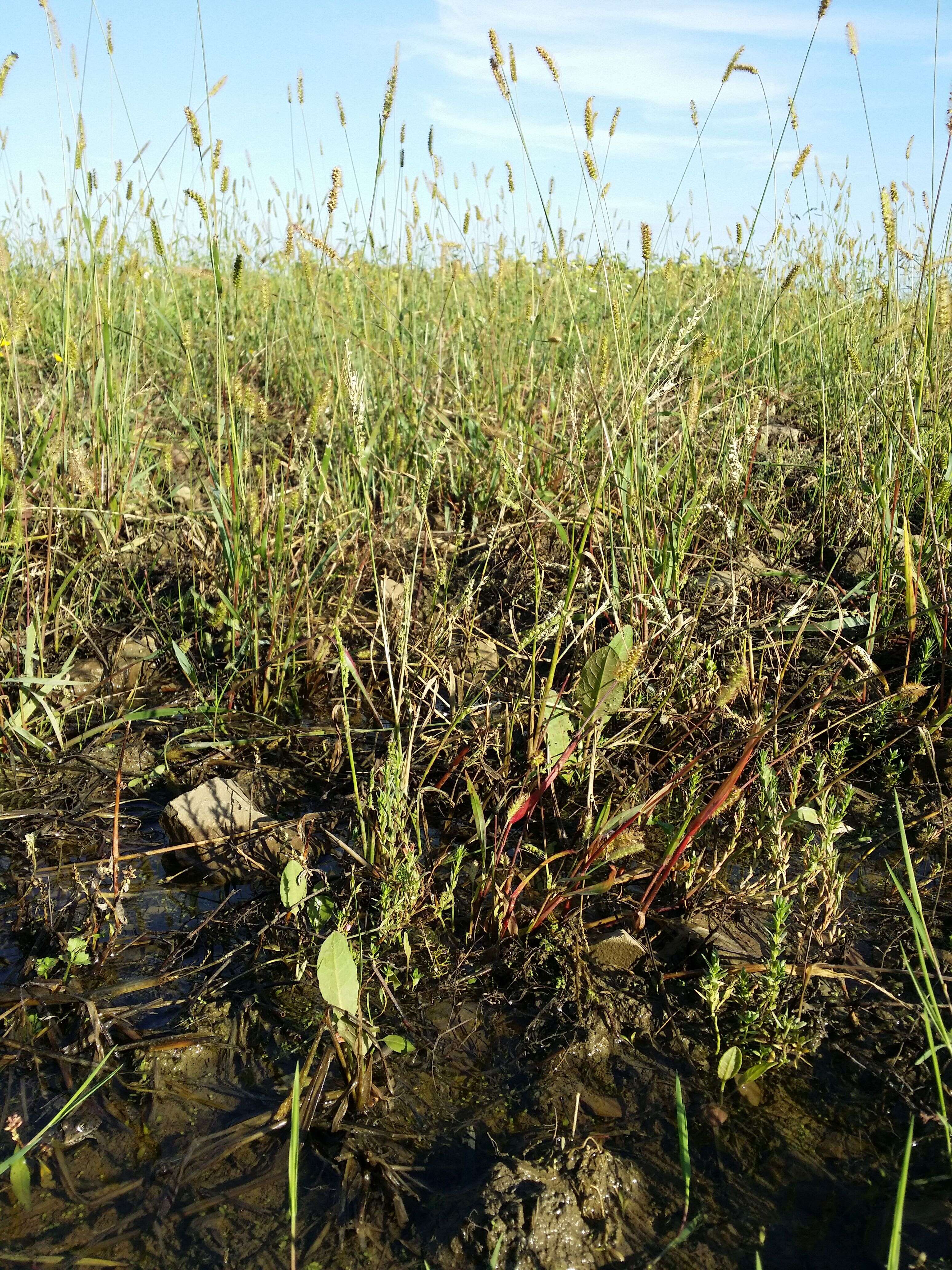 Image of Grass-poly