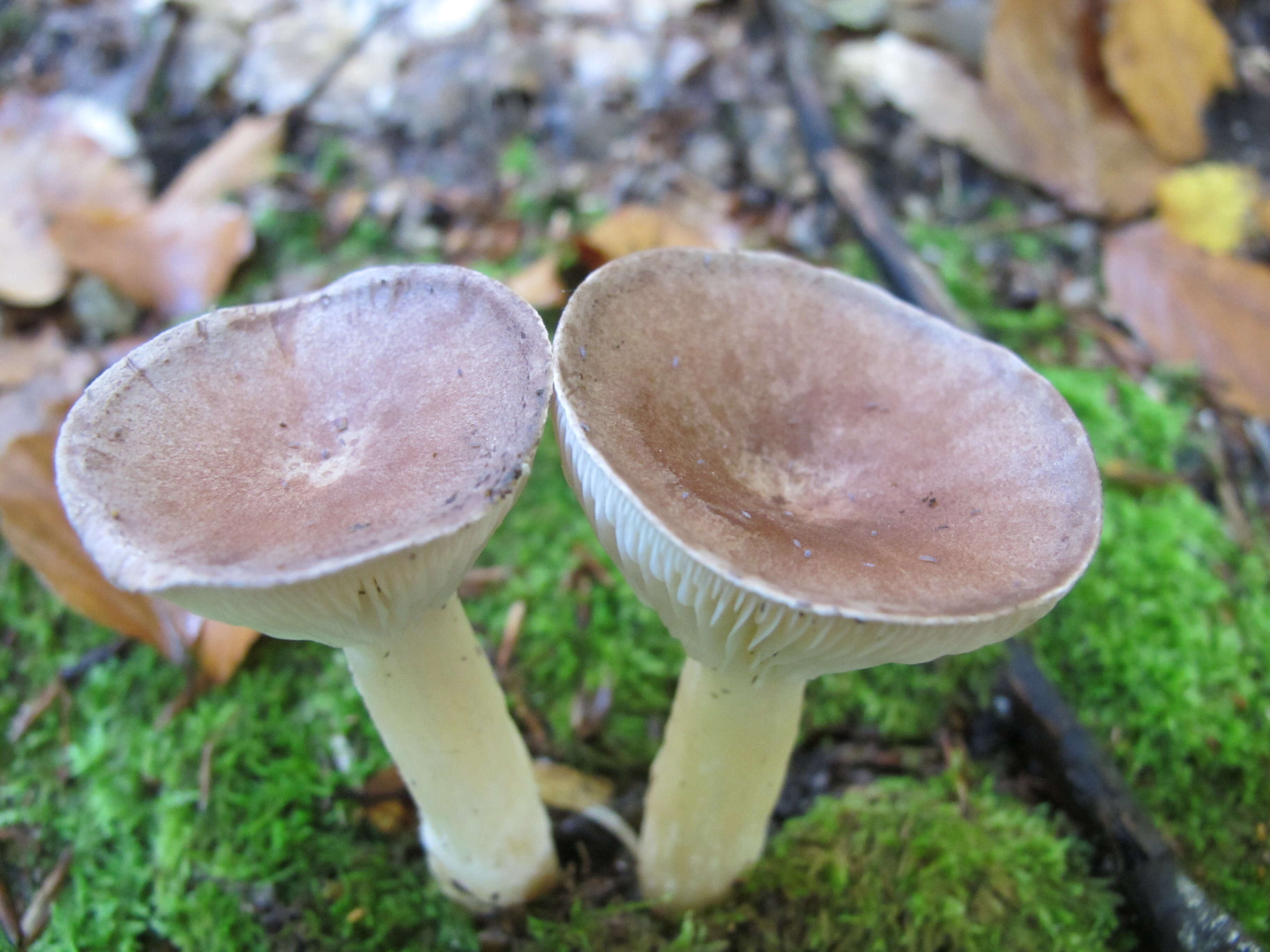 Image of funnel clitocybe