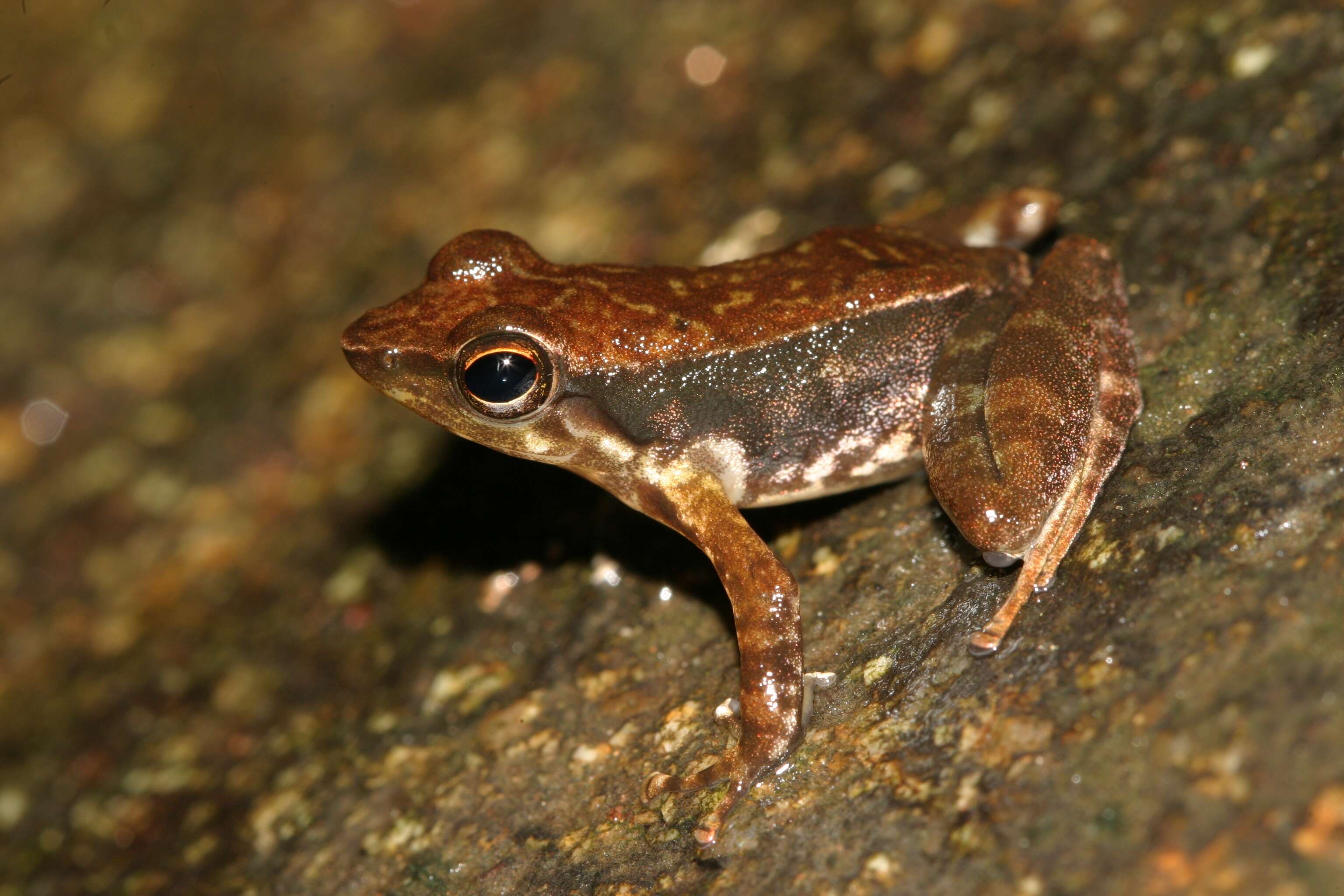 Image of tropical frogs