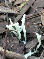 Image of Fairy fingers