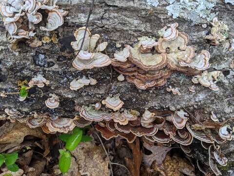 Image of False turkeytail