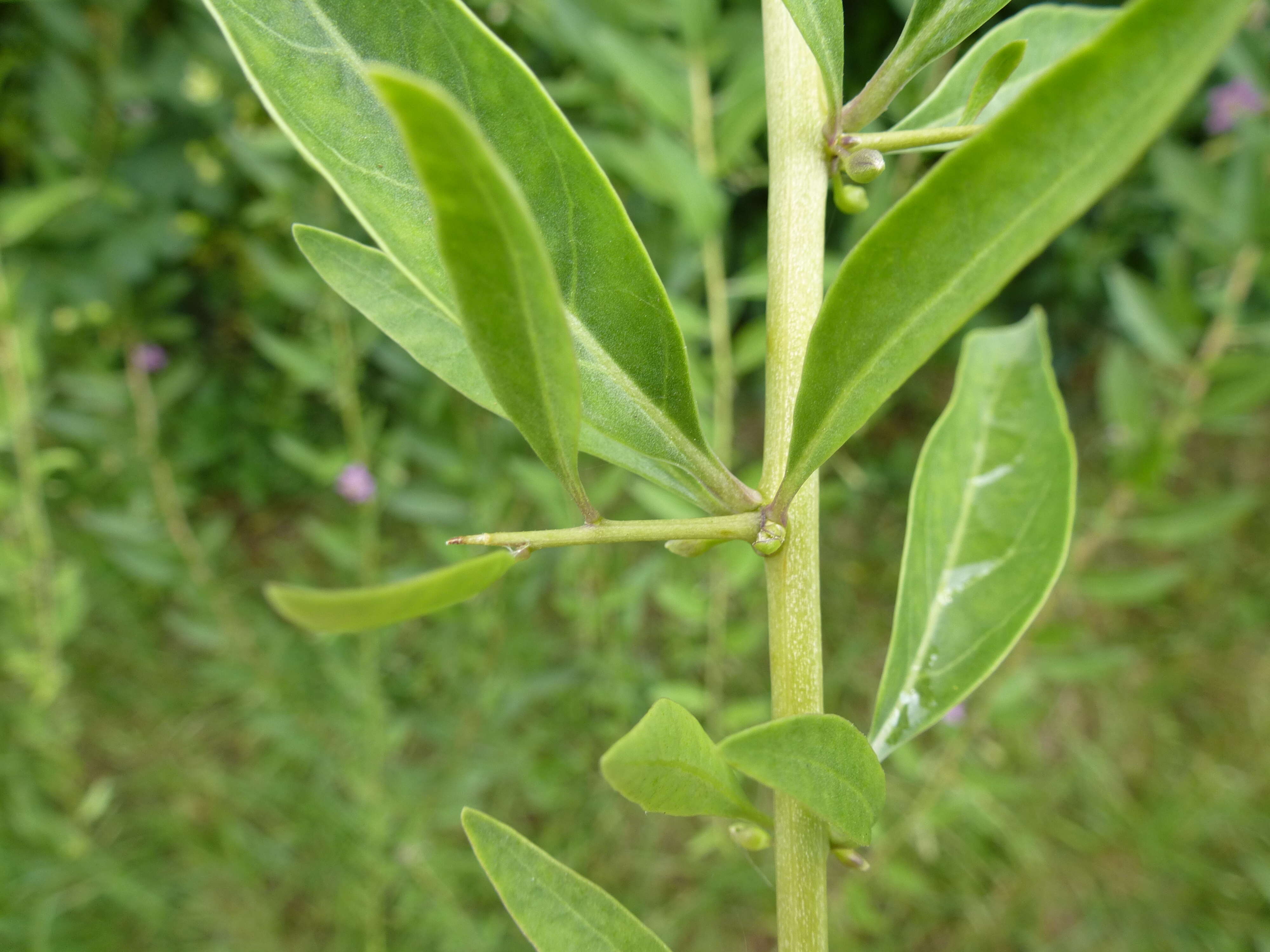 Image of matrimony vine