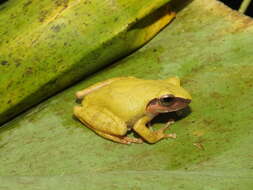 Image of Pseudophilautus amboli (Biju & Bossuyt 2009)