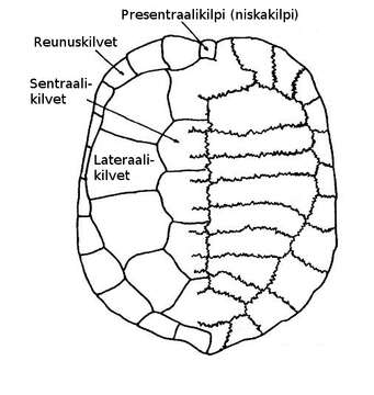 Image of Pseudemydura