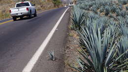 Image of tequila agave