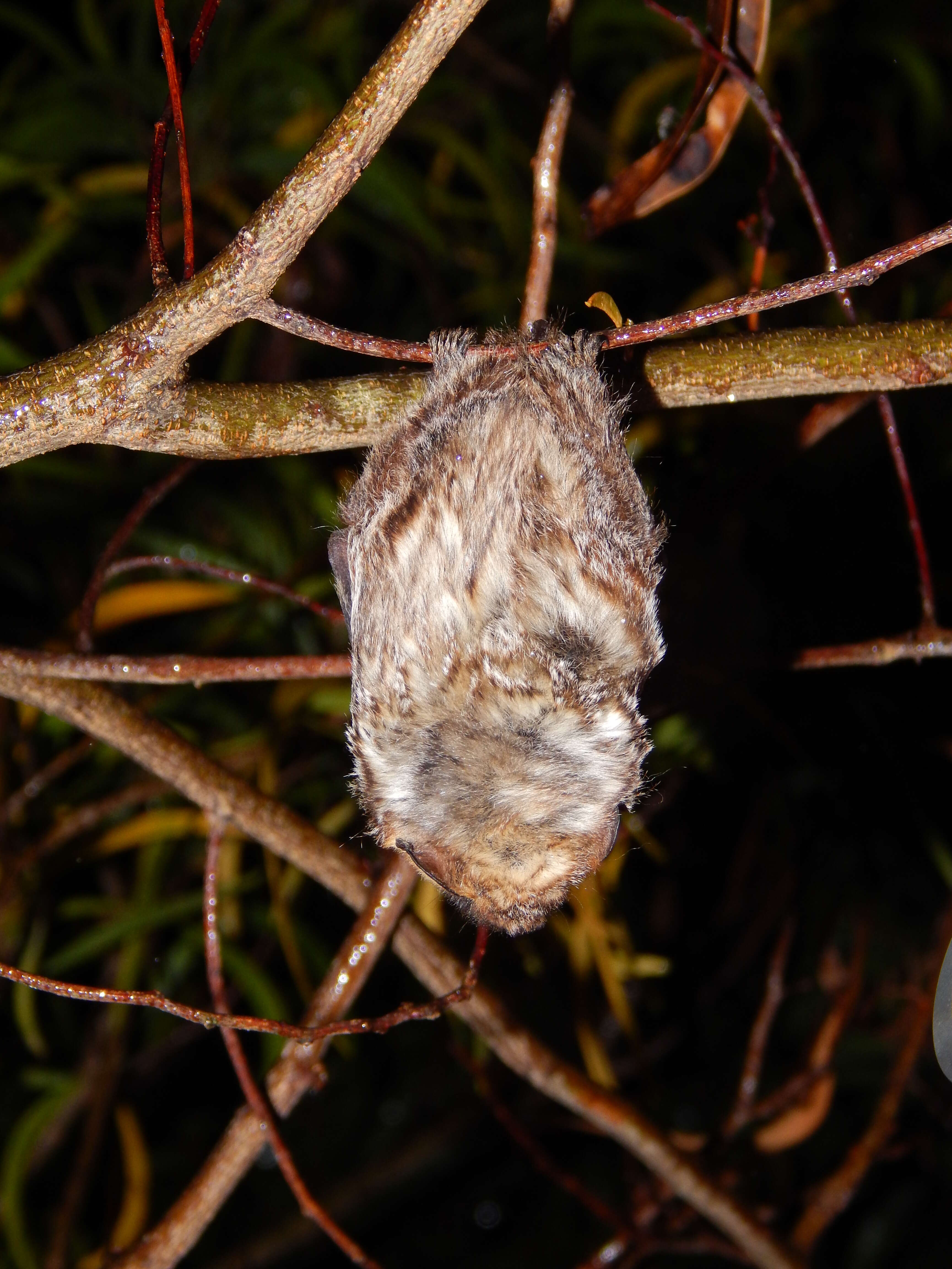 Image of Hawaiian Hoary Bat