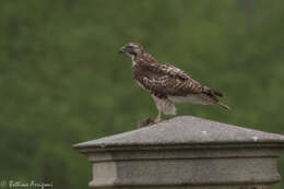 Image of Red-tailed Hawk