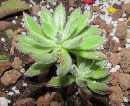 Image of Echeveria pulvinata Rose