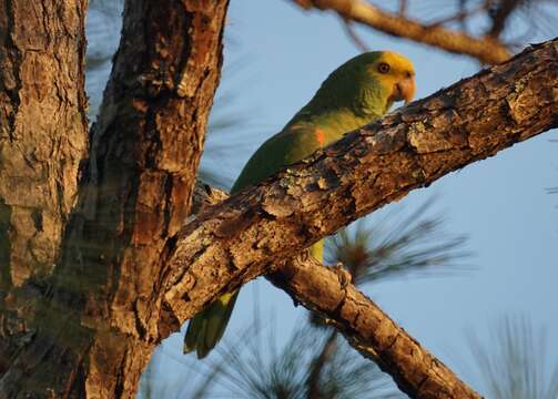 Image of Yellow-headed Parrot, Yellow-headed Amazon