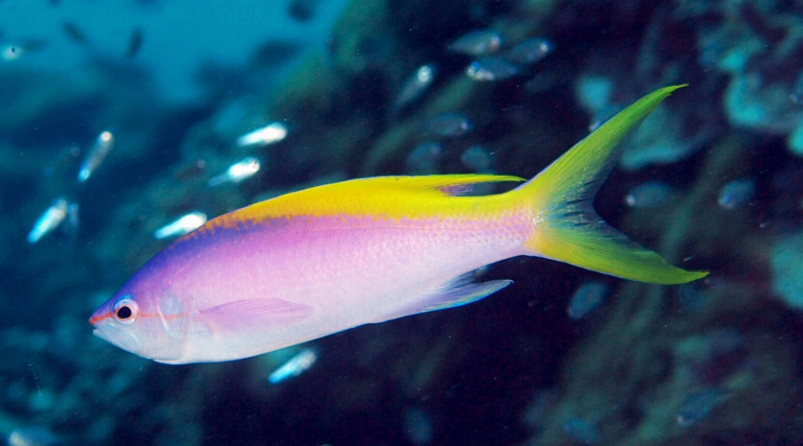 Image of Goldback anthias