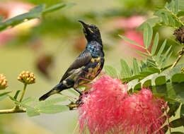 Image of Purple Sunbird