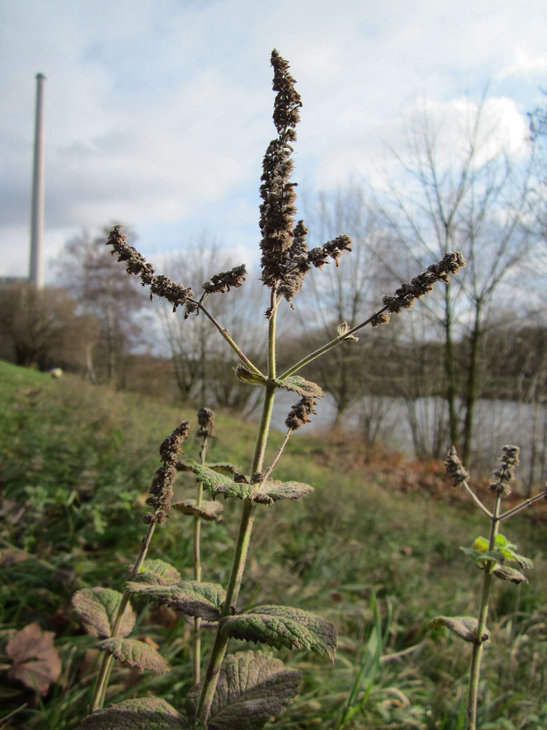 Image of Horse Mint