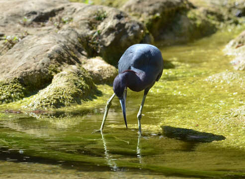 Image of Little Blue Heron