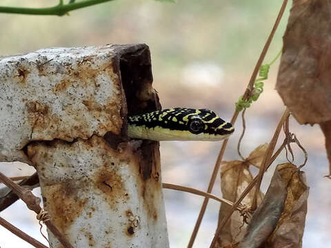 Image of Ornate Flying Snake