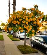 Image of Gold medallion tree