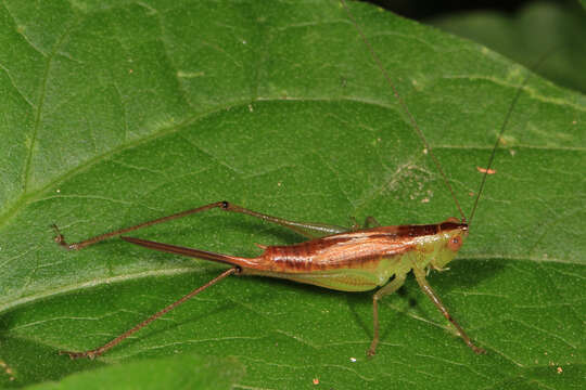 Слика од Conocephalus (Conocephalus) brevipennis (Scudder & S. H. 1862)