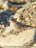 Image of Black-winged Snowfinch