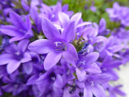 Image of Peach-leaf Bellflower