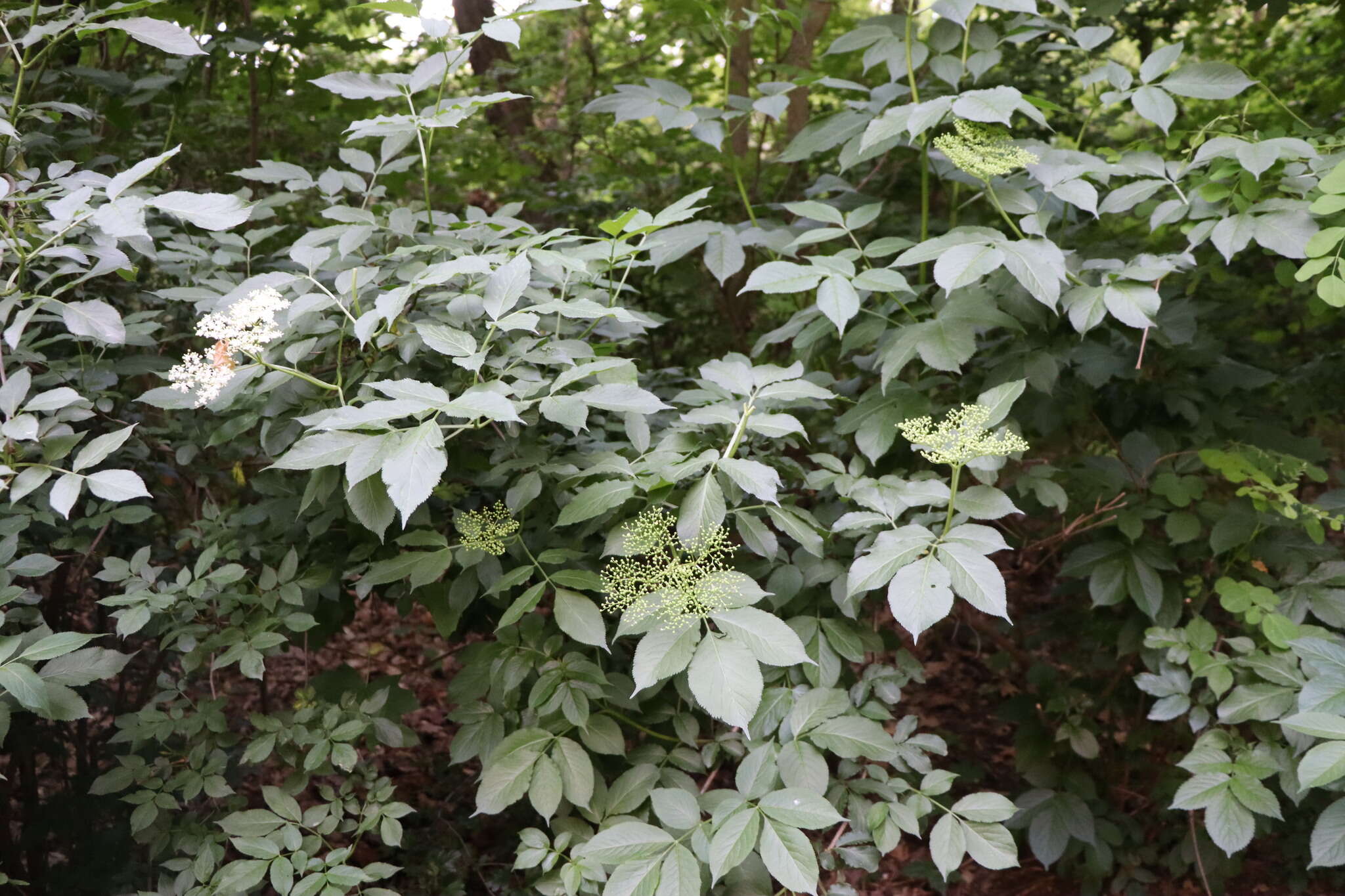 Imagem de Sambucus nigra L.