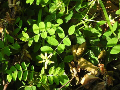 Image of licorice milkvetch