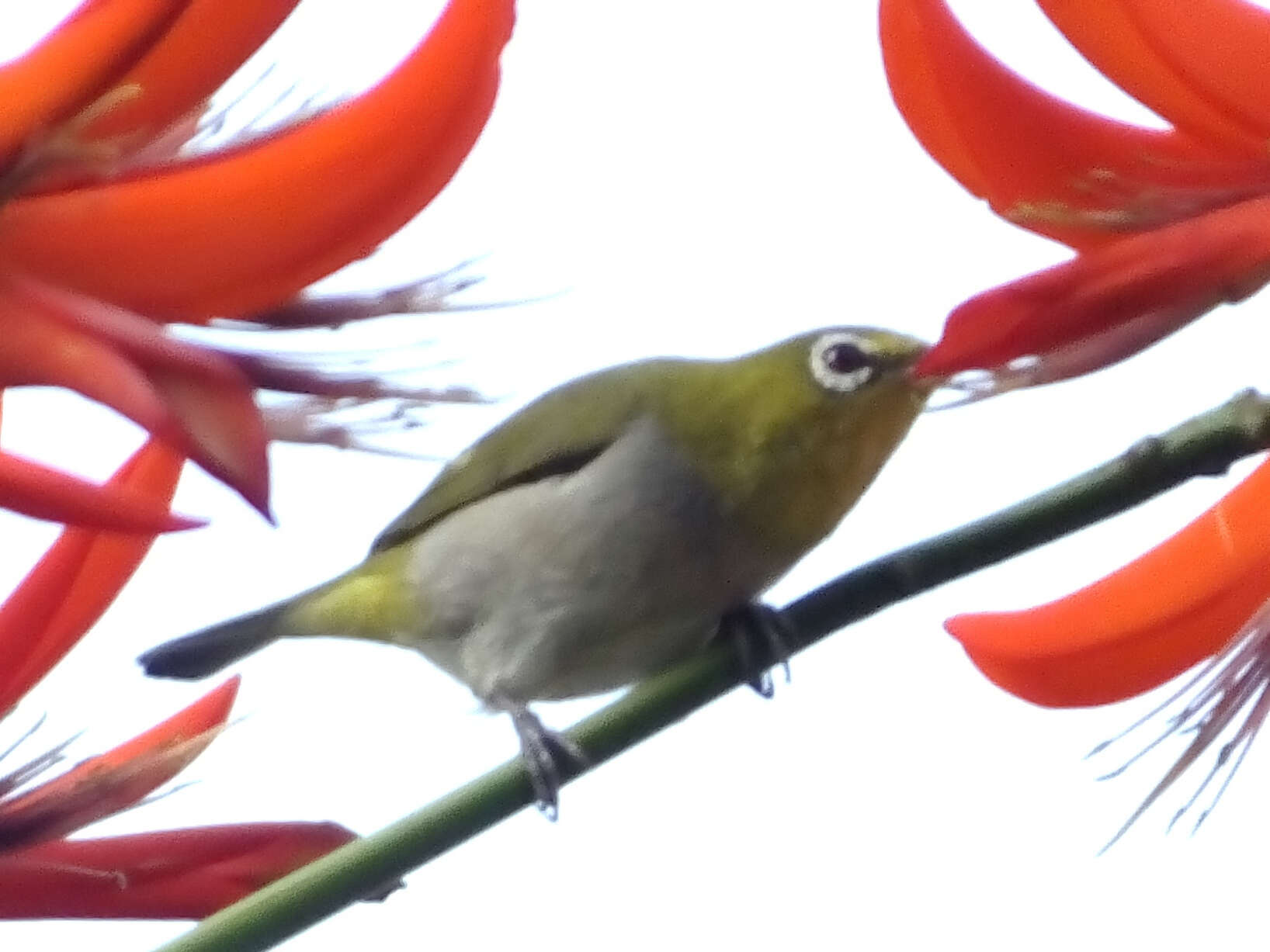 Image of Swinhoe's White-eye