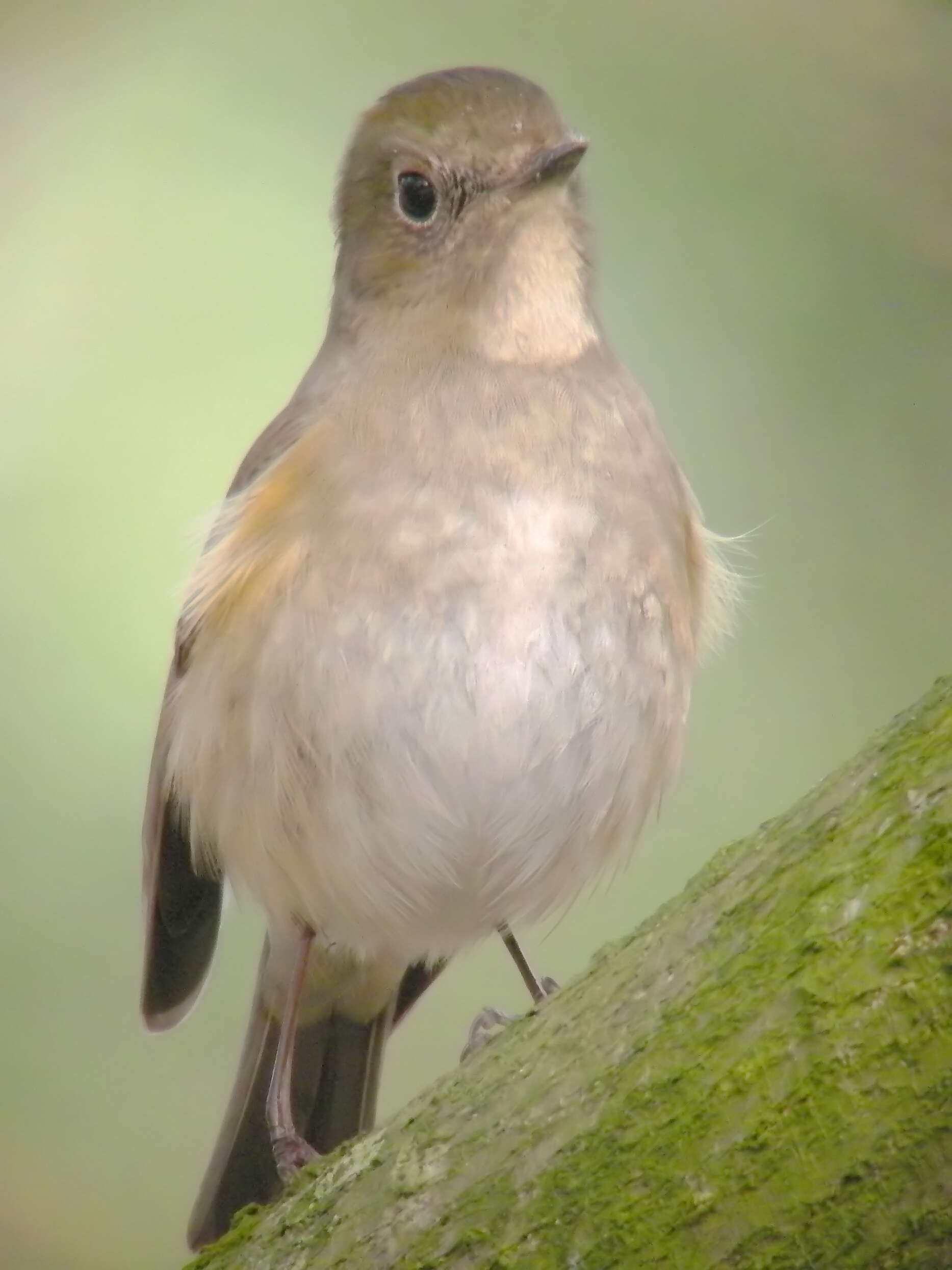 Image of Orange-flanked Bush-Robin