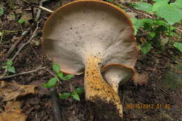 Polyporus radicatus Schwein. 1832 resmi