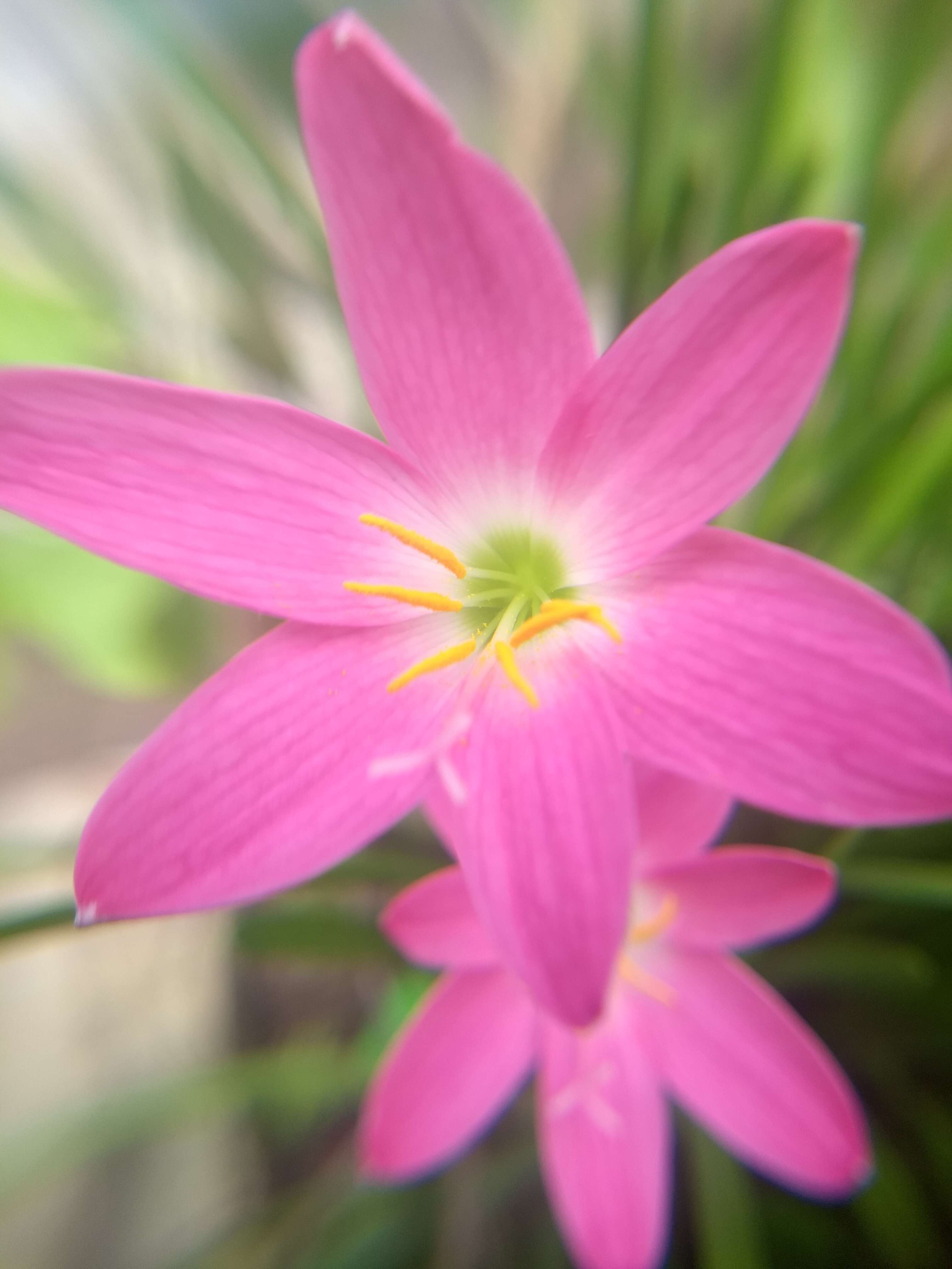 صورة Zephyranthes