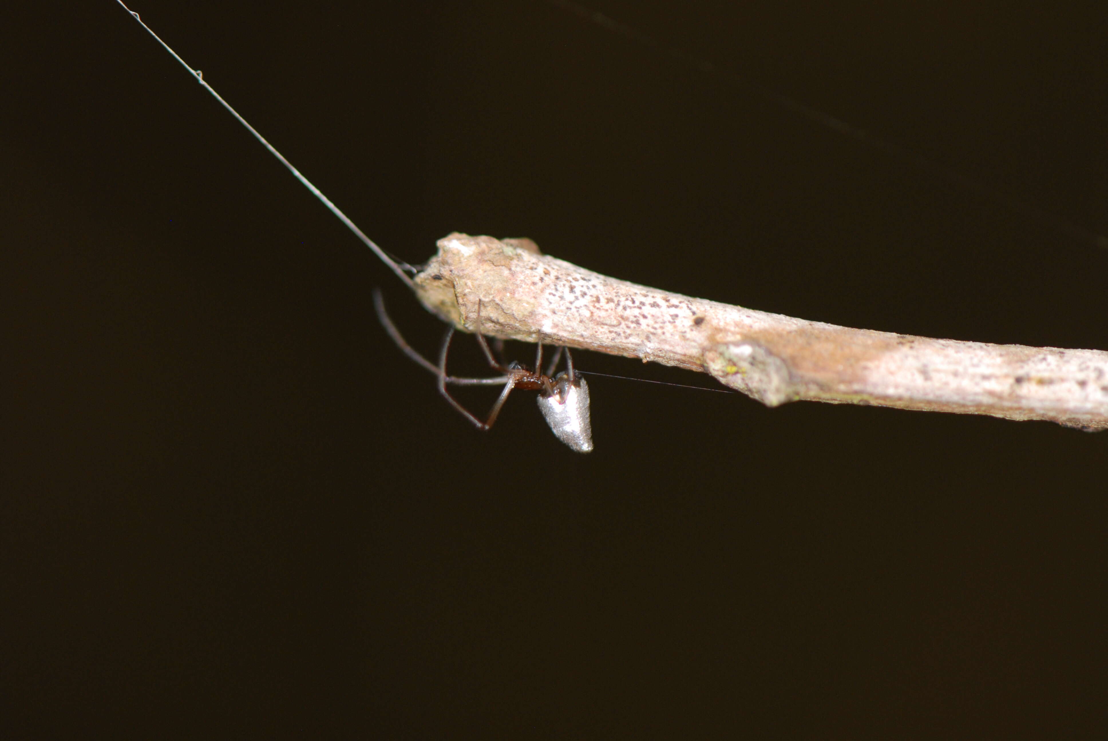 صورة Argyrodes nephilae Taczanowski 1873