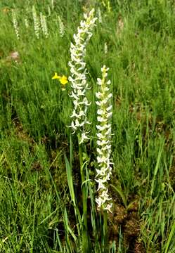 Image of Tall white bog orchid