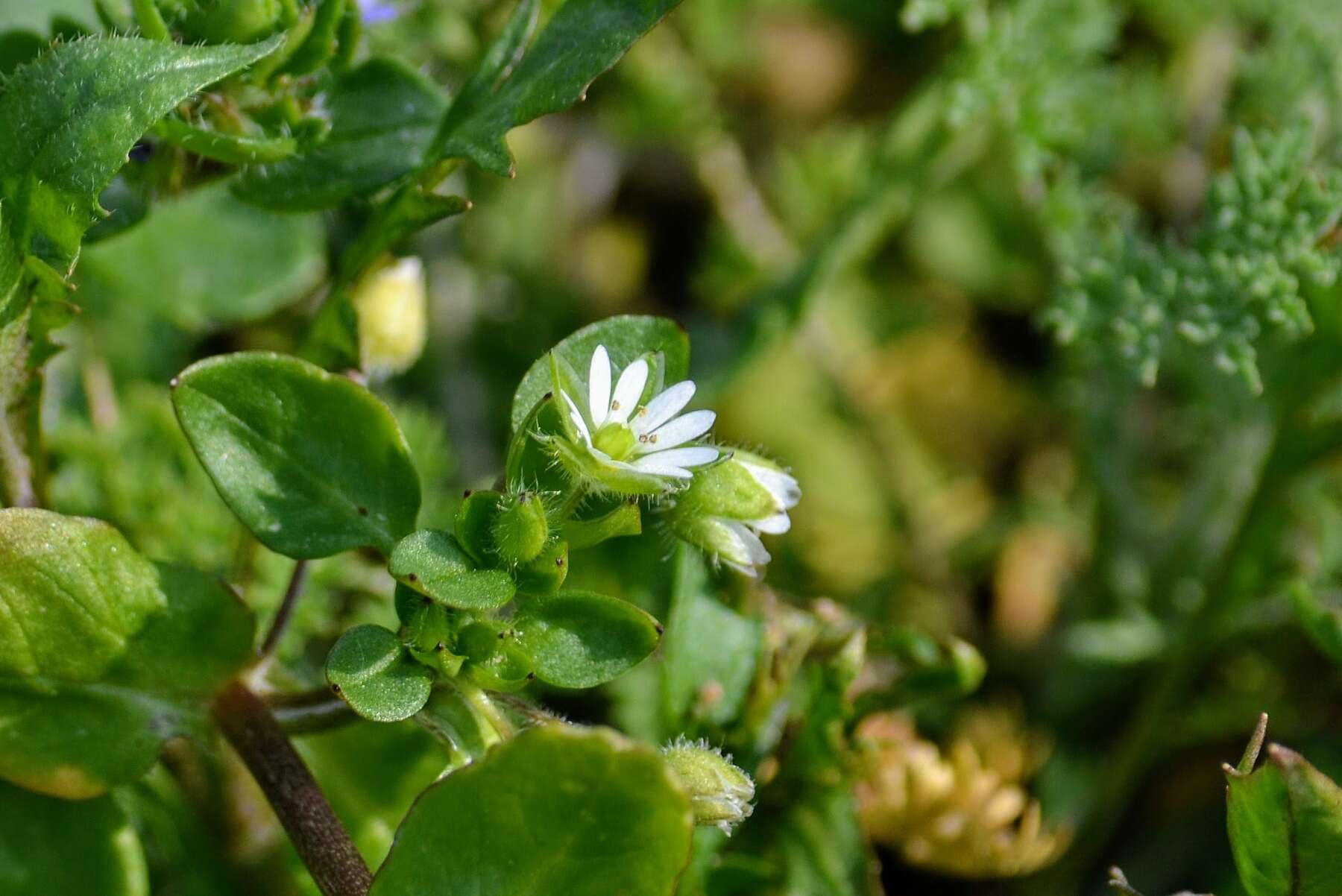 Image of common chickweed