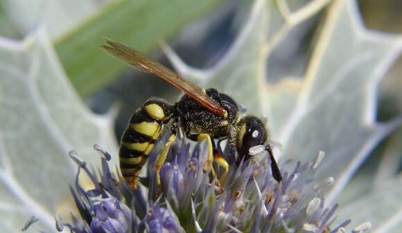 Imagem de Philanthus triangulum (Fabricius 1775)