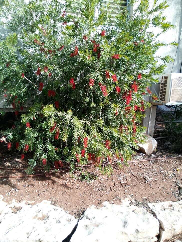 Sivun Callistemon phoeniceus Lindl. kuva