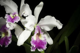 Image of Warscewicz's Cattleya