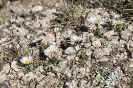 Image of blackhead fleabane