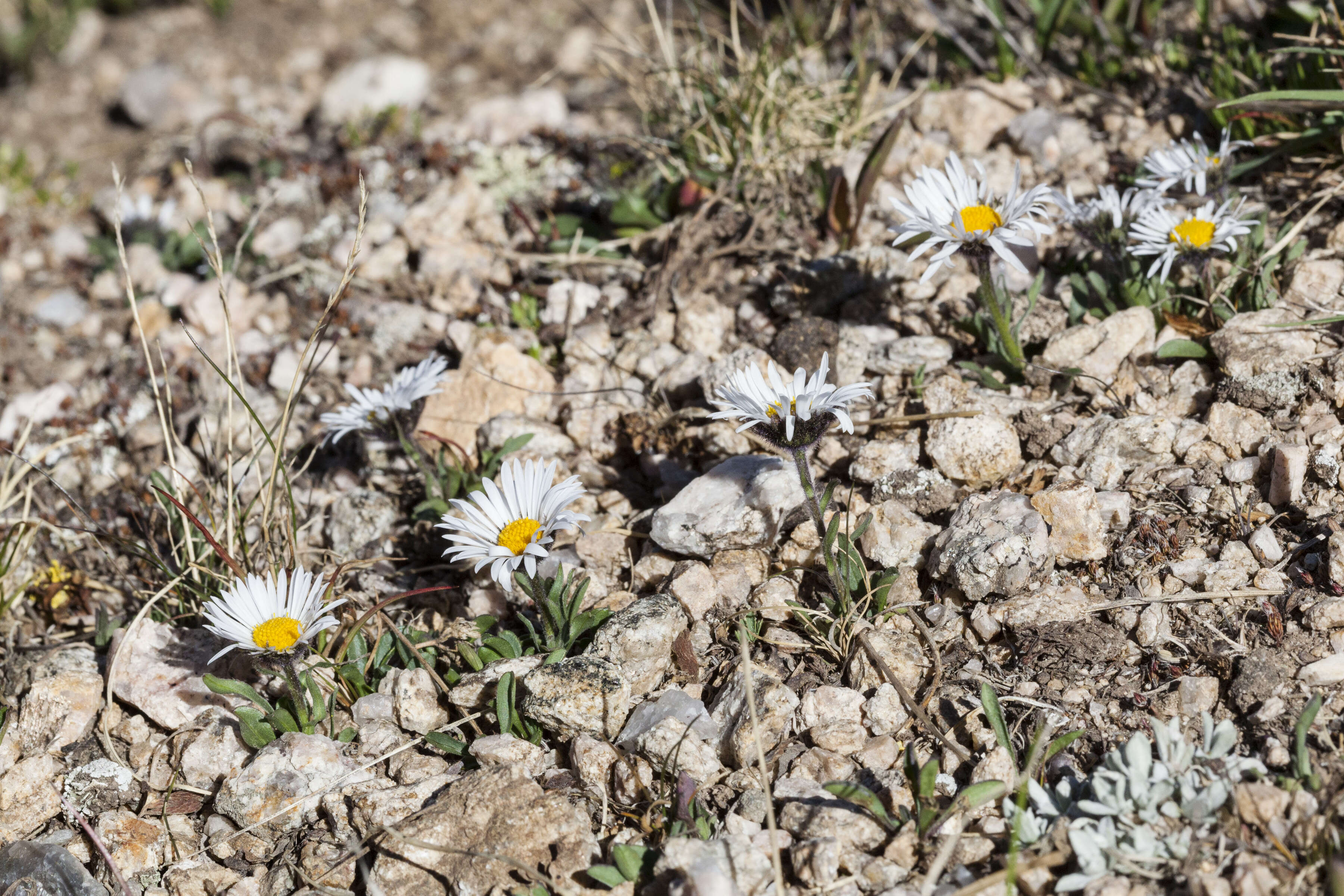 Imagem de Erigeron melanocephalus (A. Nels.) A. Nels.