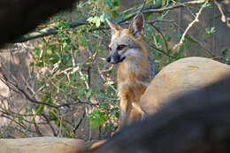 Image of Grey Foxes