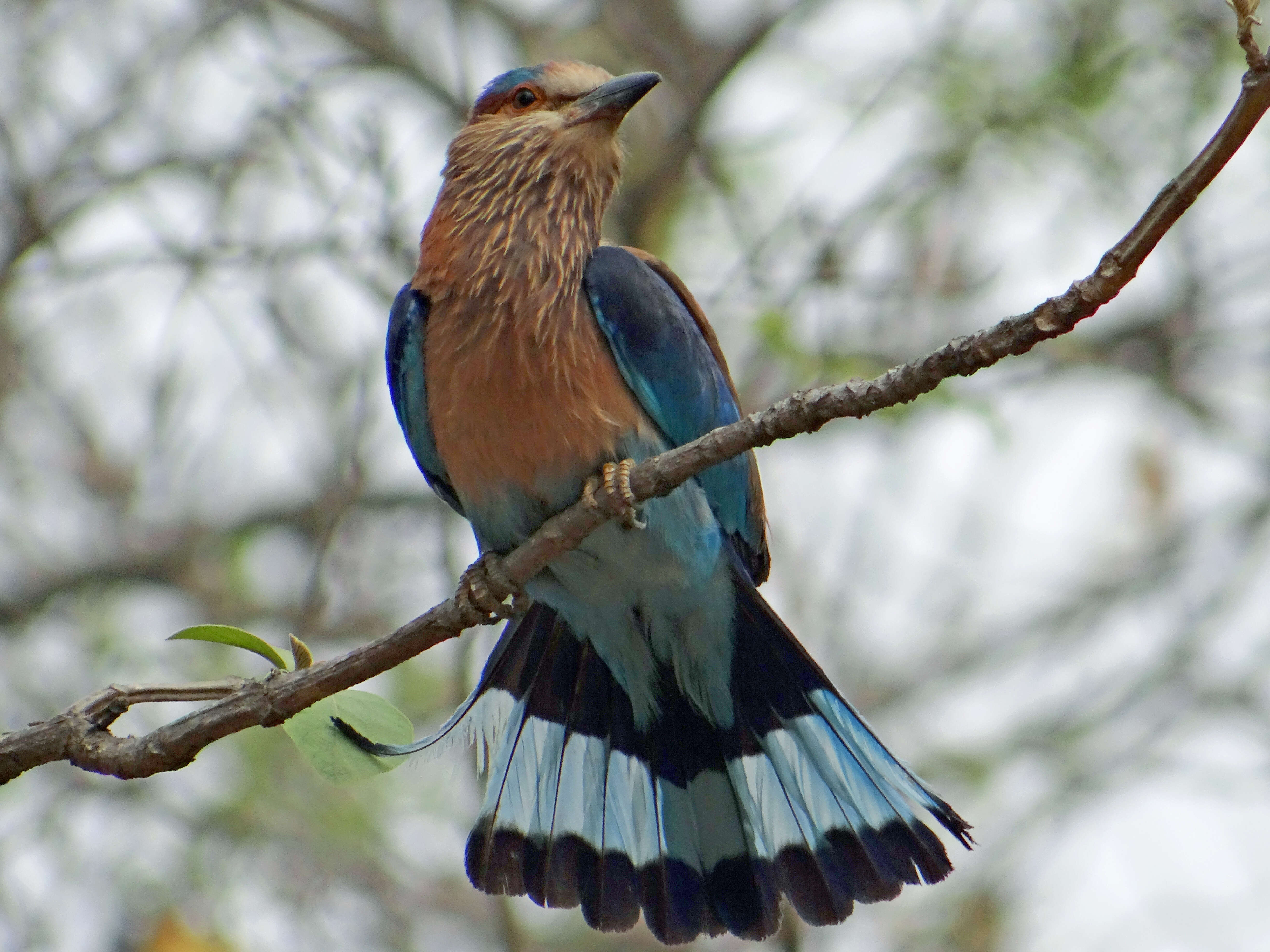 Image of Indian Roller