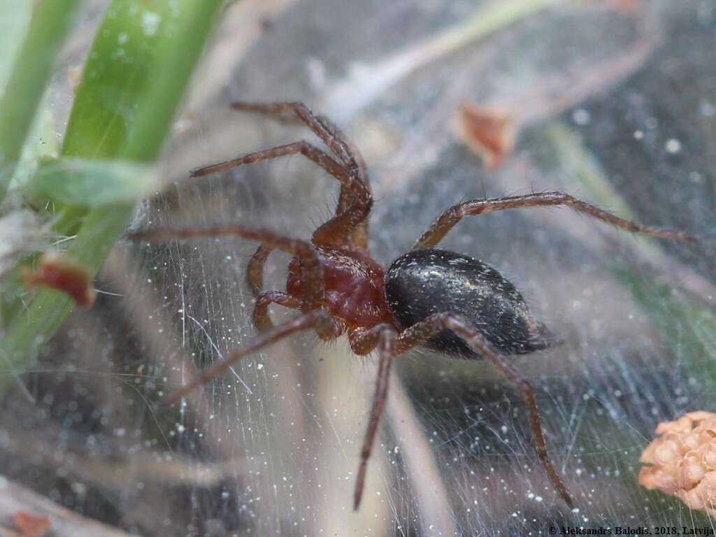 Image of Agelena labyrinthica (Clerck 1757)