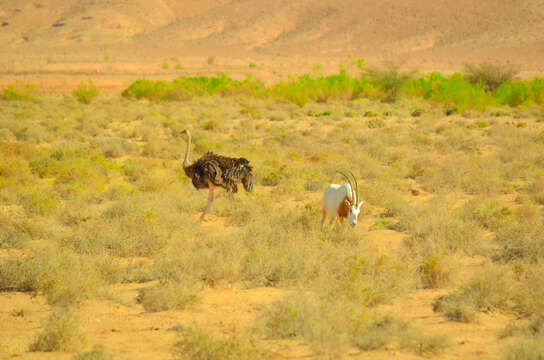 Image of Scimitar-horned Oryx